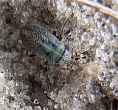 Geocoris floridanus