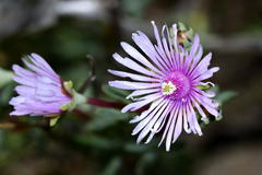 Lampranthus leptaleon