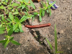 Trigoniulus corallinus