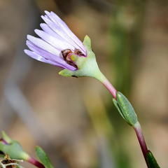 Lampranthus leptaleon