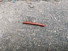 Trigoniulus corallinus