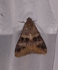 Melipotis fasciolaris
