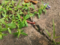 Trigoniulus corallinus