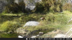 Ochetorhynchus melanurus