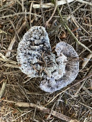 Hydnellum suaveolens