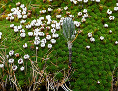 Linochilus rupestris