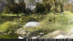 Ochetorhynchus melanurus