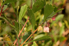 Dodonaea triangularis