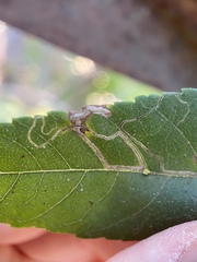 Stigmella longisacca