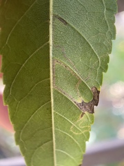 Stigmella longisacca