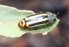 Acmaeodera grata grata