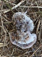 Hydnellum suaveolens