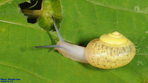 Chosenelix problematica