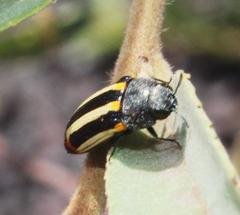 Acmaeodera grata grata