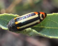 Acmaeodera grata grata