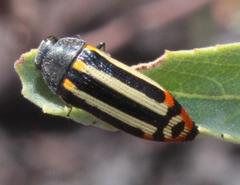 Acmaeodera grata grata
