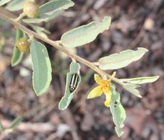 Acmaeodera grata grata