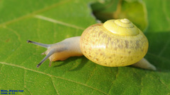 Chosenelix problematica