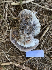 Hydnellum suaveolens