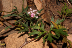 Trachymene procumbens