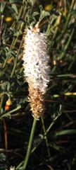 Bulbinella cauda-felis