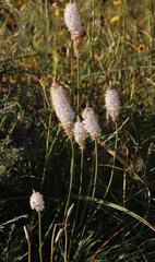 Bulbinella cauda-felis