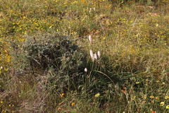 Bulbinella cauda-felis