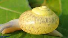 Chosenelix problematica