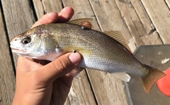 Genyonemus lineatus