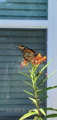 Danaus plexippus