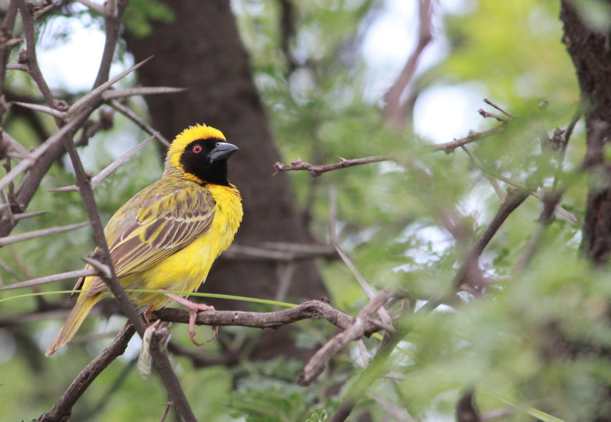 Southern Masked-Weaver (Ploceus velatus)