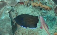 Centropyge multispinis