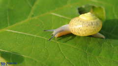 Chosenelix problematica