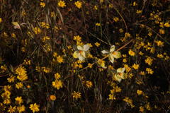 Cyanella alba flavescens