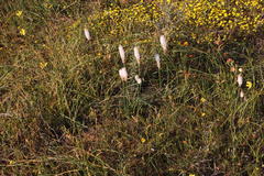 Cyanella alba flavescens