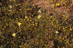 Cyanella alba flavescens
