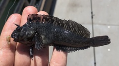 Hypsoblennius gilberti