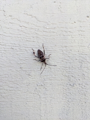 Leptoglossus clypealis