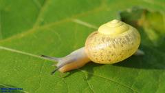 Chosenelix problematica