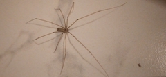 Pholcus phalangioides