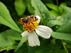 Eristalinus megacephalus