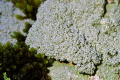 Coccotrema cucurbitula