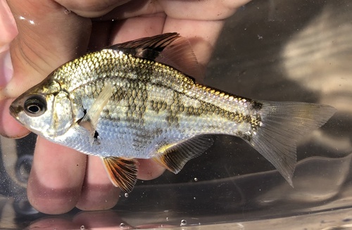 Dwarf surfperch (Micrometrus minimus) — Embiotocidae — 2