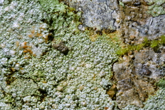 Coccotrema cucurbitula