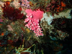 Stylaster nobilis