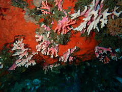 Stylaster nobilis