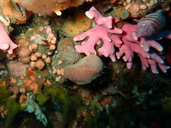 Stylaster nobilis