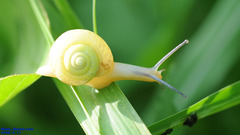 Chosenelix problematica