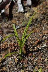 Pterostylis graminea