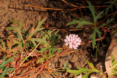 Trachymene procumbens
